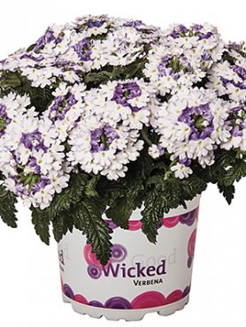 Вербена Wicked Purple (3 шт)