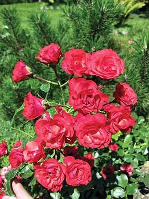 Роза почвопокровная Scarlet Meillandecor (1 шт) - 1
