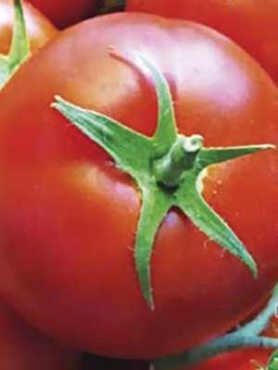 Томат низкорослый Кременчугский (100 шт)