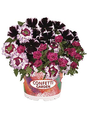 Набор Confetti Garden Marvelous Jewel (1 шт) - 1