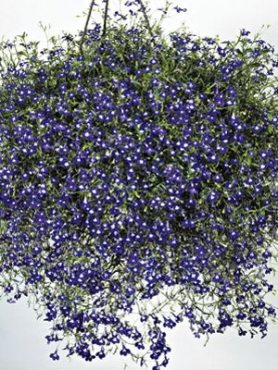 Лобелія эринус каскадна Sapphire, синя з білим (0,2 г)