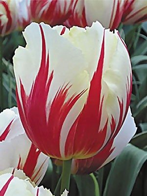 Тюльпаны Триумф Carnaval de Rio 12/+ (20 шт) - 1