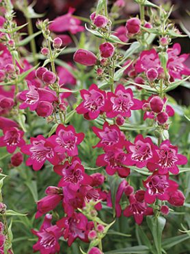 Пенстемон х Harlequin Magenta (1 шт)