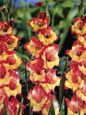 Гладиолус садовый Princess Margareth Rose (5 шт)
