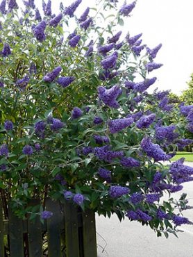 Будлея Давіда Empire Blue (1 шт)