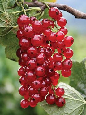 Смородина красная Чародейка (1 шт)