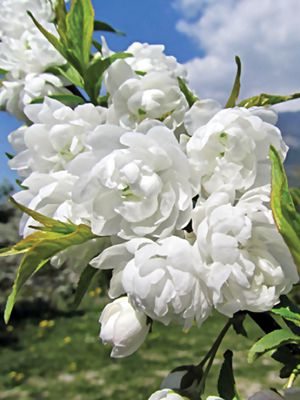Вишня залозиста Alba Plena (1 шт)