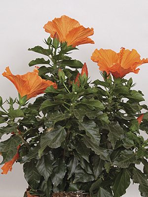 Гібіск китайский Fiori Grande Lucca - 1