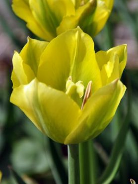Тюльпаны зеленоцветковые Yellow Springgreen 11/12 (100 шт)