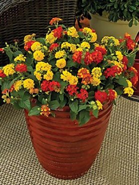 Лантану камара Tropic, суміш (3 шт)