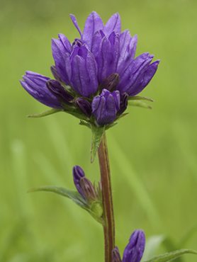 Колокольчик скученный Bellefleur Blue (1 шт)