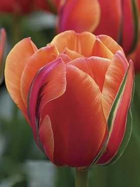 Тюльпани Махрові пізні Queensday 12/+ (100 шт)