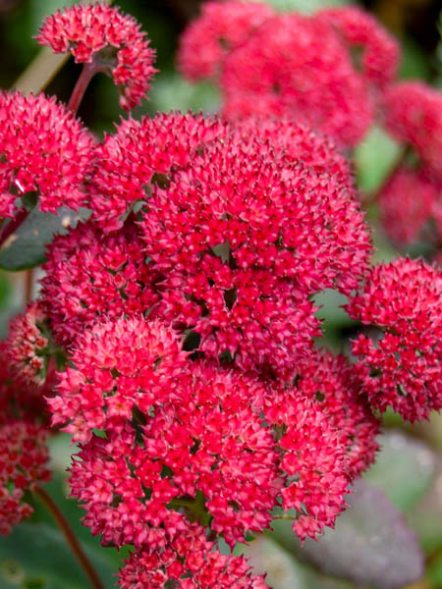 Очитник обыкновенный Red Cauli (1 шт) - 1
