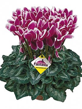 Цикламен крупноцветковый Halios Fantasia Violet Fonce F1(осень) (1 шт)