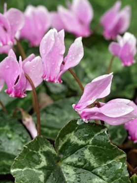 Цикламен плющелистный Rosenteppich, розовый (3 шт)