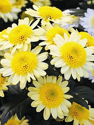 Хризантема срезочная Dalian Yellow (9 шт) - 1