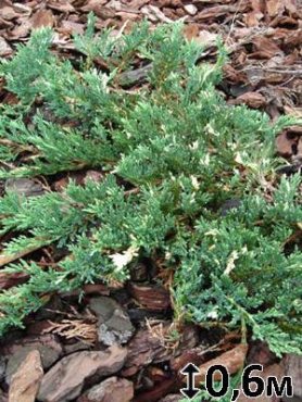 Можжевельник горизонтальный Andorra Variegata (1 шт)
