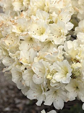 Рододендрон тупой Olga Niblett (1 шт)