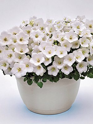 Дзвоники карпатські Pearl White - 1