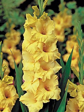 Гладиолус садовый Limoncello 12/14 (20 шт)