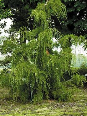 Можжевельник виргинский Pendula (1 шт)
