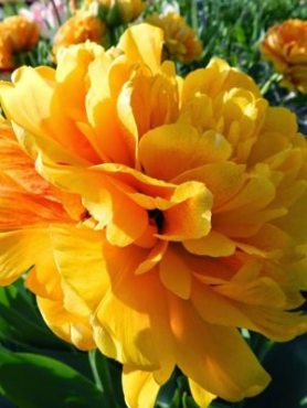 Тюльпани Махрові пізні Sun Lover 10/11 (20 шт)