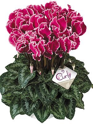 Цикламен великоквіткова Halios Curly Magenta Lisere F1 (1 шт)