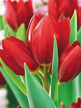 Тюльпаны Многоцветковые Red Georgette 10/11 (3 шт)