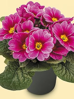 Примула Delia Appleblossom F1 (3 шт) - 1