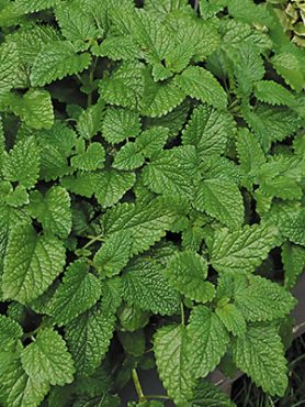 Мелисса лекарственная Lemon Balm (1 шт)
