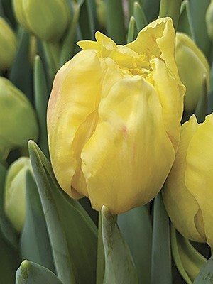 Махрові тюльпани ранні Yellow Margarita 1112 (20 шт) - 1