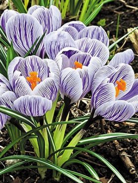 Крокус весенний King of the Striped 7/8 (20 шт)