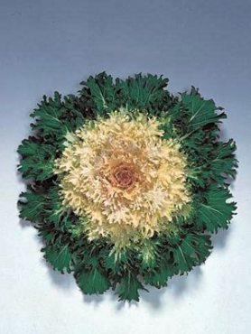 Капуста декоративна Feather Leaved Coral Prince F1 (10 шт)