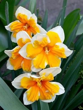 Нарциси Розрізнокорончасті Orangery 10/12 (20 шт)