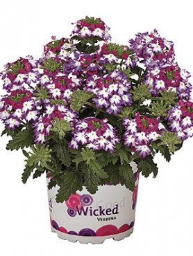 Вербена Wicked Magenta (3 шт)