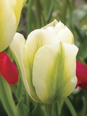 Тюльпаны Зеленоцветковые Spring Green 10/11 (20 шт)