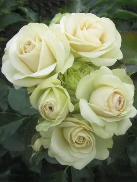 Троянда флорибунда Lovely Green (1 шт)