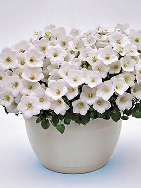 Колокольчик карпатский Pearl White (1 шт)