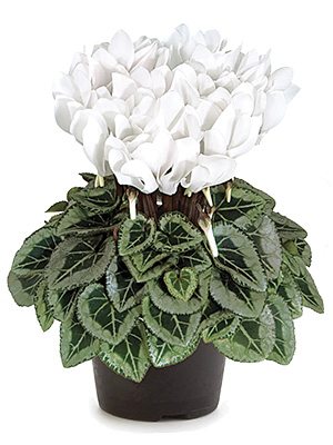 Цикламен Metis Decora Blanc Pure F1 (1 шт) - 1