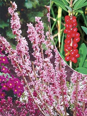 Волчеягодник обыкновенный Rubra (1 шт) - 1