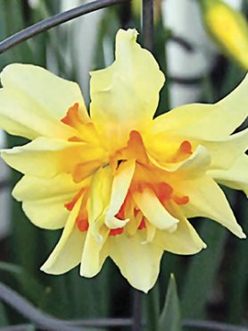 Нарциси Махрові Flower Drift 10/12 (100 шт)