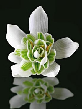Подснежник снежный Flore Pleno 4/5 (3 шт)