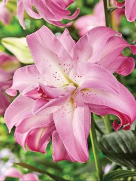 Лілія Східні гібриди Lotus Dream 12/14 (100 шт)