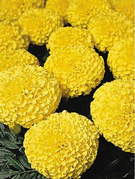Бархатцы прямостоячие Discovery Lemon (6 шт)