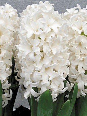 Гиацинт садовый Fairy White 15/16 (20 шт) - 1