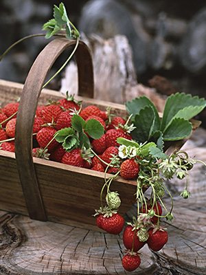 Земляника крупноплодная (клубника), смесь сортов (25 шт) - 1