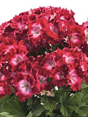 Пеларгония королевская Bermuda Dark Red (1 шт)