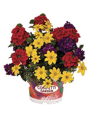 Набор Confetti Garden Sylvester 2021 (1 шт) - 1
