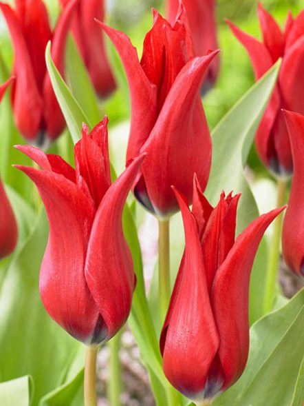 Тюльпани Лілеєцвіті Isaak Chic 11/12 (100 шт) - 1