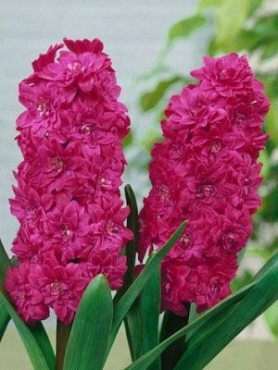 Гиацинт садовый Red Diamond 15/16 (1 шт)